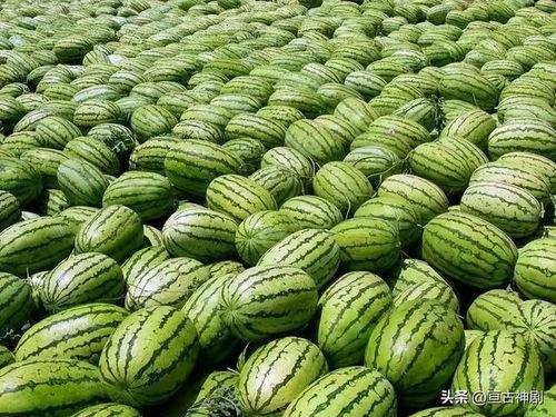 家人们吃瓜网,热门话题背后的真相与笑料