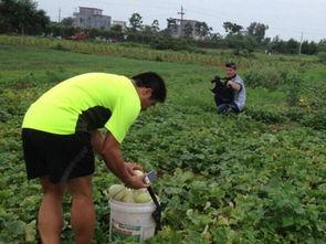 梦见人家摘瓜吃,揭秘摘瓜吃瓜的神秘寓意