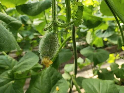 甜瓜网纹瓜怎么吃,教你轻松解锁多种食用方法