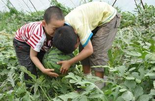 文安大柳河吃瓜事件,一场引发热议的网络狂欢