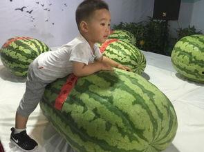 抚顺吃瓜事件,一场网络舆论的风暴与反思