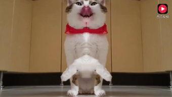 猫小姐吃瓜萌新,萌新成长记