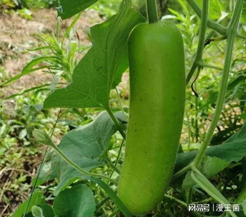 青登瓜如何吃,解锁夏日清新美味