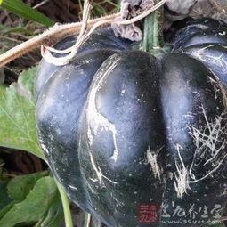 农村的方瓜怎么吃,解锁乡村美味新境界