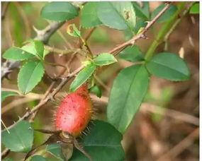 金娘子在线吃瓜,揭秘娱乐圈幕后风云