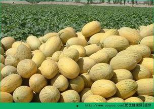 哈密瓜和鸡蛋能一起吃吗,健康搭配的饮食新选择