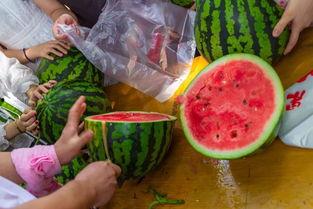 钓鱼吃瓜的视频