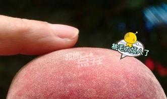 吃瓜吃桃的时候就想你,甜蜜时光里的你