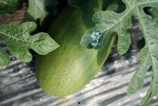 吃瓜看林某,吃瓜群众视角下的真相追踪