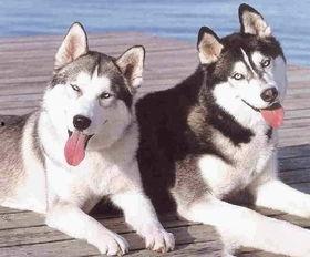 哈士奇小时侯吃苔瓜,苔瓜引发的哈士奇童年趣事