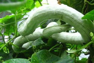 蛇瓜吃,探索独特风味与营养奥秘