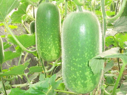 矮冬瓜直播吃瓜,趣味横生引网友热议