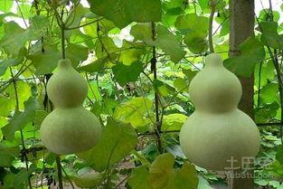 孕妇梦见抱着葫芦瓜吃,葫芦瓜的寓意与孕妇的内心世界